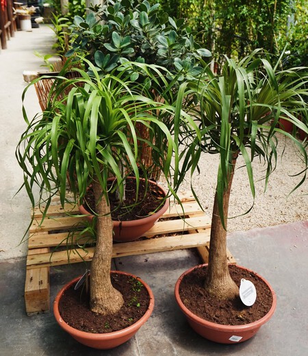 Pata De Elefante Estilo Resistencia Y Cero Dramala Beaucarnea Es La Reina De Los Espacios