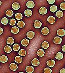 Combatir el cáncer con el virus del resfriado