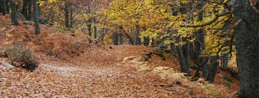 La ruta de senderismo ideal de otoño atraviesa un precioso bosque de castaños monumentales en pleno Sistema Central 
