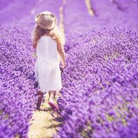 Los románticos campos de lavanda de Mayfield Lavender Farm