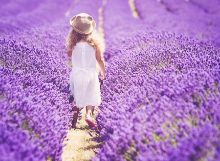 Los románticos campos de lavanda de Mayfield Lavender Farm