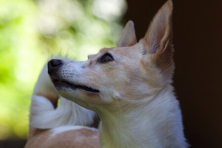 Podenco Canario 1480902 1280