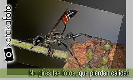 Pérdida de calidad al girar las fotos