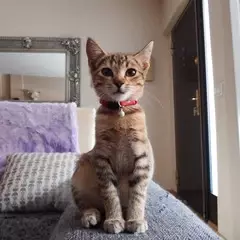 Foto 20 de 22 de la galería muestras-de-camara-alcatel-a7 en Xataka Móvil