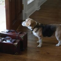 Alojamiento gratuito por todo el mundo a cambio de cuidar mascotas
