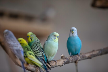 Un grupo de periquitos