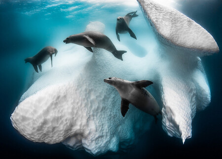 MontPhoto 2021 prepara su 25 aniversario reconvirtiéndose en concurso internacional de fotografía "y vídeo" de naturaleza