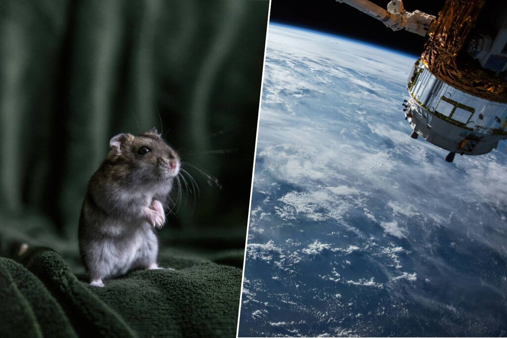 China acaba de resolver una de las mayores dudas para ir a Marte con el nacimiento de seis ratones espaciales 