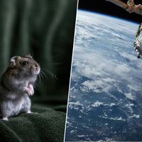 China acaba de resolver una de las mayores dudas para ir a Marte con el nacimiento de seis ratones espaciales 