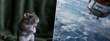 China acaba de resolver una de las mayores dudas para ir a Marte con el nacimiento de seis ratones espaciales 