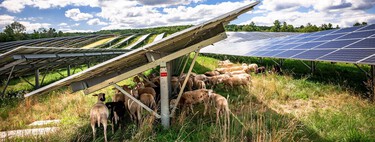 Si Europa está batiendo récords de energía solar este verano, ¿por qué se ha disparado el precio de la luz?