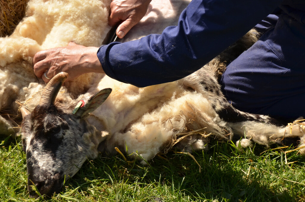 España está acumulando toneladas de lana con las que no sabe qué hacer. El motivo: China le ha cerrado sus puertas