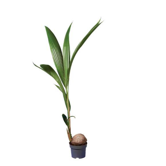 Palmera cocotera
