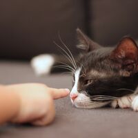 Tener un gato como mascota ayudaría a reducir la ansiedad en los niños con autismo