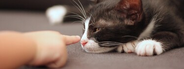 Tener un gato como mascota ayudaría a reducir la ansiedad en los niños con autismo