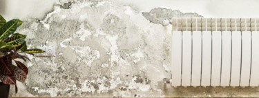 Los ricos ya no saben en qué gastarse el dinero: ahora se están inventando humedades en casa