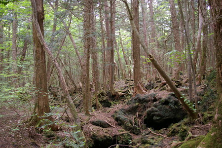 bosque