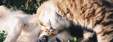 Cómo fotografiar mascotas (I): Trucos para lograr mejores fotos de gatos