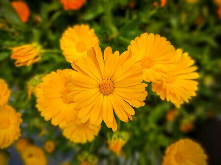 calendula