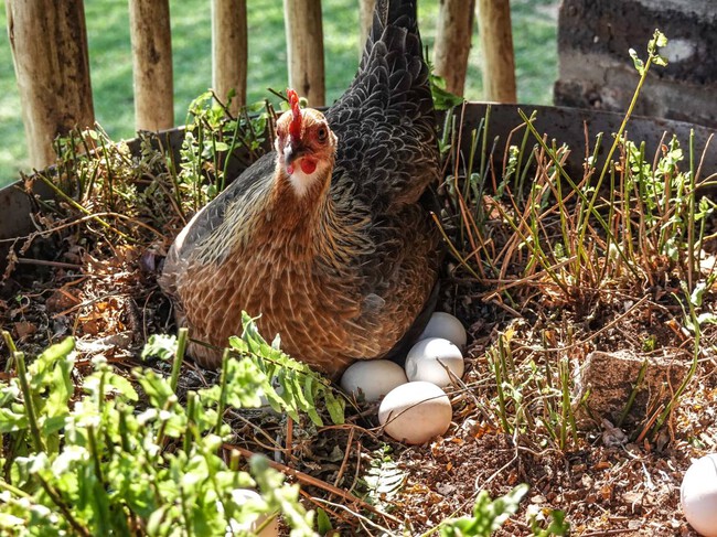 Gallina O Huevo