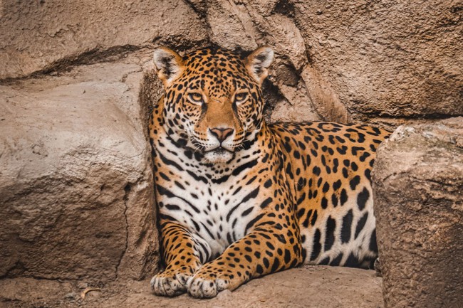 Jaguar