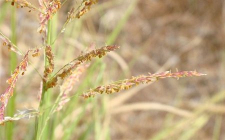 El sorgo, un cereal al servicio de nuestra salud