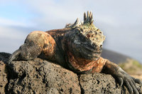 Cómo viajar a las Islas Galápagos por tu cuenta