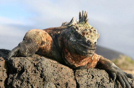 Cómo viajar a las Islas Galápagos por tu cuenta