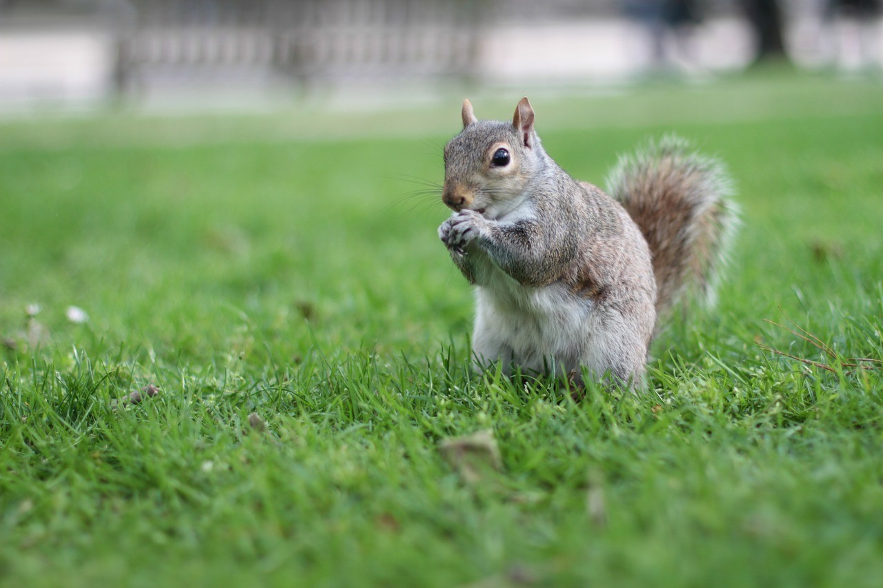 Seis parques londinenses como alternativa a Hyde Park