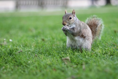 Seis parques londinenses como alternativa a Hyde Park