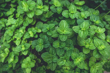 menta