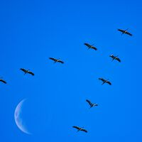 Hubo un tiempo en el que creímos que las aves migraban a la Luna, pero luego una flecha lanzada en África cayó en Alemania