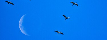 Hubo un tiempo en el que creímos que las aves migraban a la Luna, pero luego una flecha lanzada en África cayó en Alemania