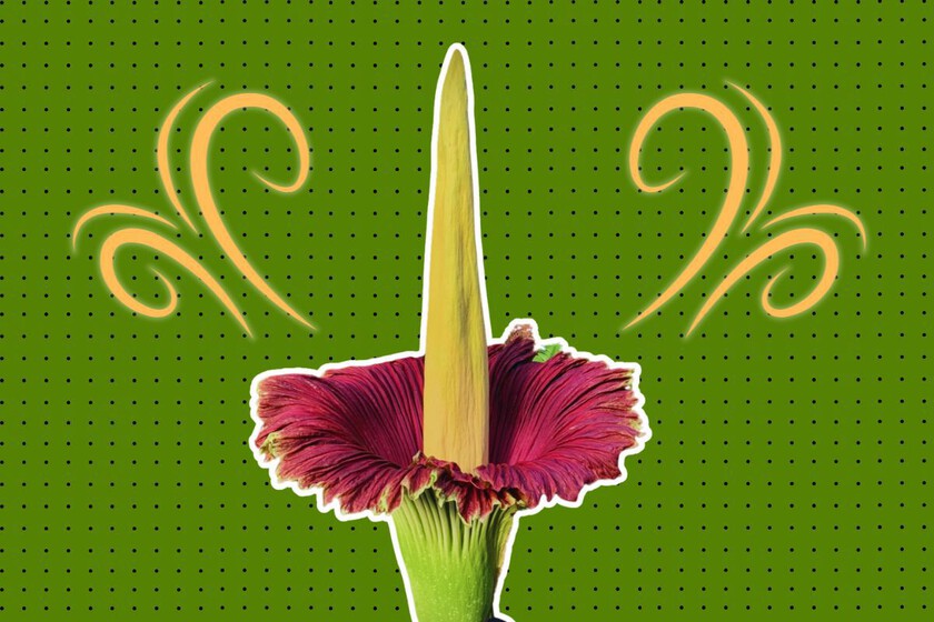 Putricia Corpse Flower Smell