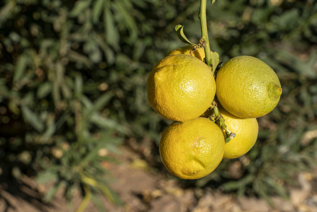 Octubre es el mes crucial para los limoneros: solo un gesto asegura su supervivencia en invierno