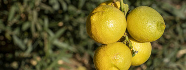 Este es el mes crucial para los limoneros: solo un gesto asegura su supervivencia en invierno 
