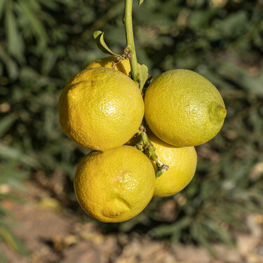 Este es el mes crucial para los limoneros: solo un gesto asegura su supervivencia en invierno 