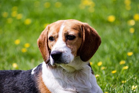 Perro beagle - Usado en experimentación con animales