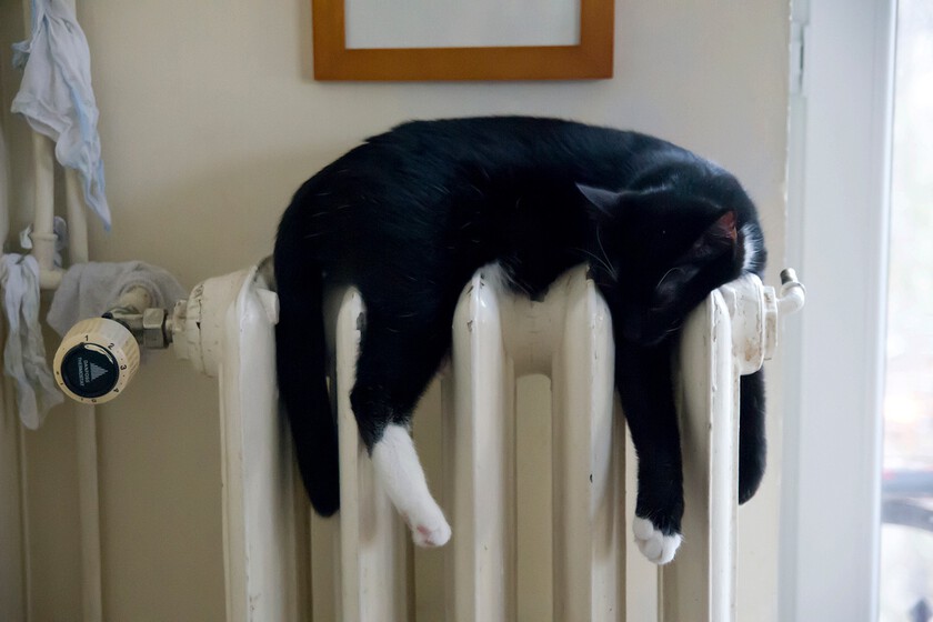 White Animal Cat Mammal Black Domestic Animal 1103273 Pxhere Com