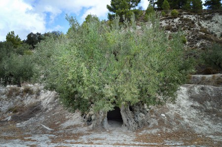 Gorga Olivera Bi Millenaria