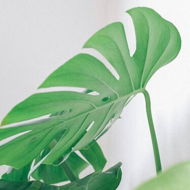 Los consejos de una experta en plantas para propagar una monstera: “Hay que buscar que cada esqueje tenga una hoja y raíces aéreas”