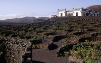 Lanzarote: viñas sobre tierra volcánica