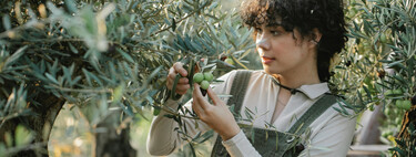 Este experto avisa a quienes han plantado en su jardín un hueso de aceituna: "No saldrá un olivo"