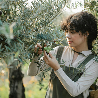 Este experto avisa a quienes han plantado en su jardín un hueso de aceituna: "No saldrá un olivo"