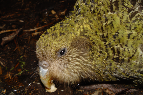 Este loro es tan grande que no puede volar y los científicos recurrieron a la inseminación artificial para evitar su extinción