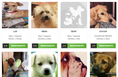 WebAnimales quiere unir en una red social todo lo que necesitas saber de tu mascota