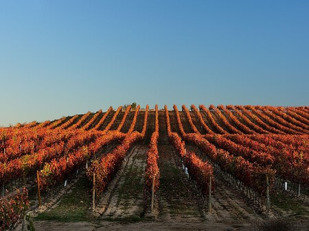 El Vino Recortada