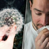 La temporada de alergias en España se ha alargado 25 días desde los 90. Y 2026 trae muy malas noticias al respecto
