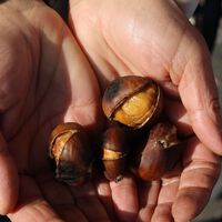 Se acerca la época de castañas asadas: así puedes hacerlas en la freidora de aire para que queden muy tiernas