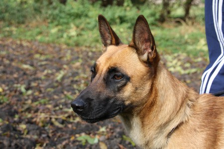 Pastor belga malinois